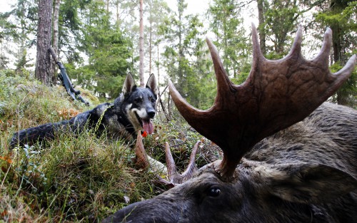 En nöjd Birka vid sin 50:e älg och bakom kameran och mycket stolt och glad husse