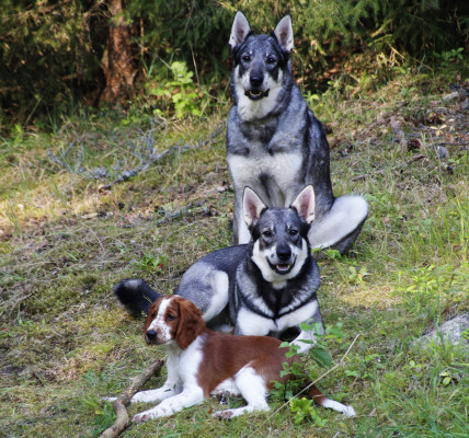 Birka, Enja och Lovis poserar i den rekordvarma sommaren