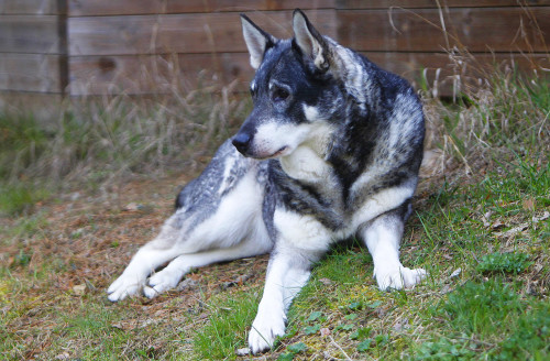 klok väldigt speciell, Birka är helt enkelt en riktig alfatik som nu är inne på sitt tionde år.