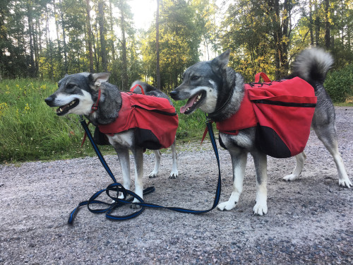 Lagom tunga klövjeväskor och en rejäl promenad i skogsterräng är utmärkt träning inför jaktensäsongen