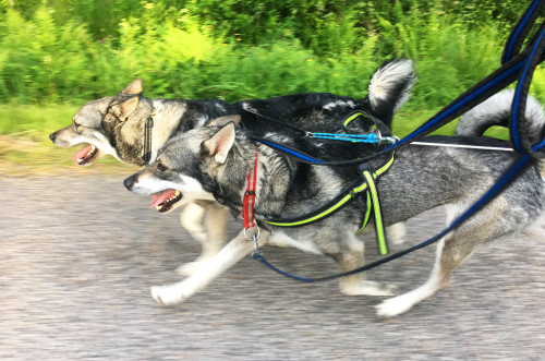 Mina "parhästar" på träningsrundorna. Enja närmast och Lunnsa på utsidan