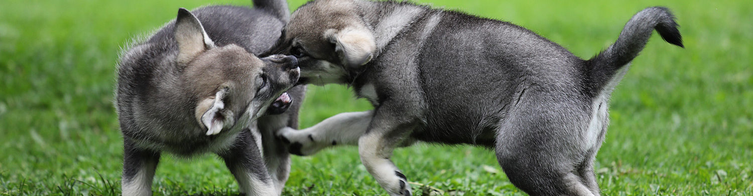 Moharens kennel